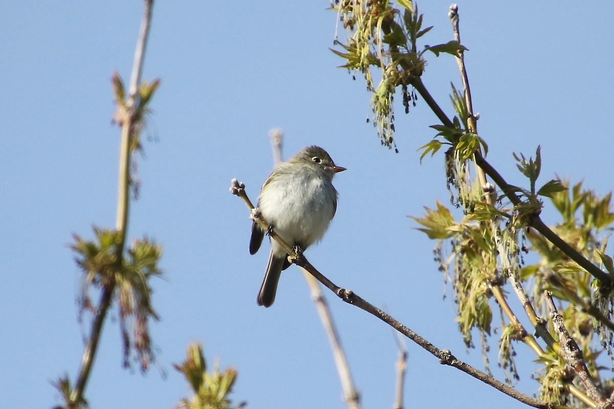 Least Flycatcher - ML231321831