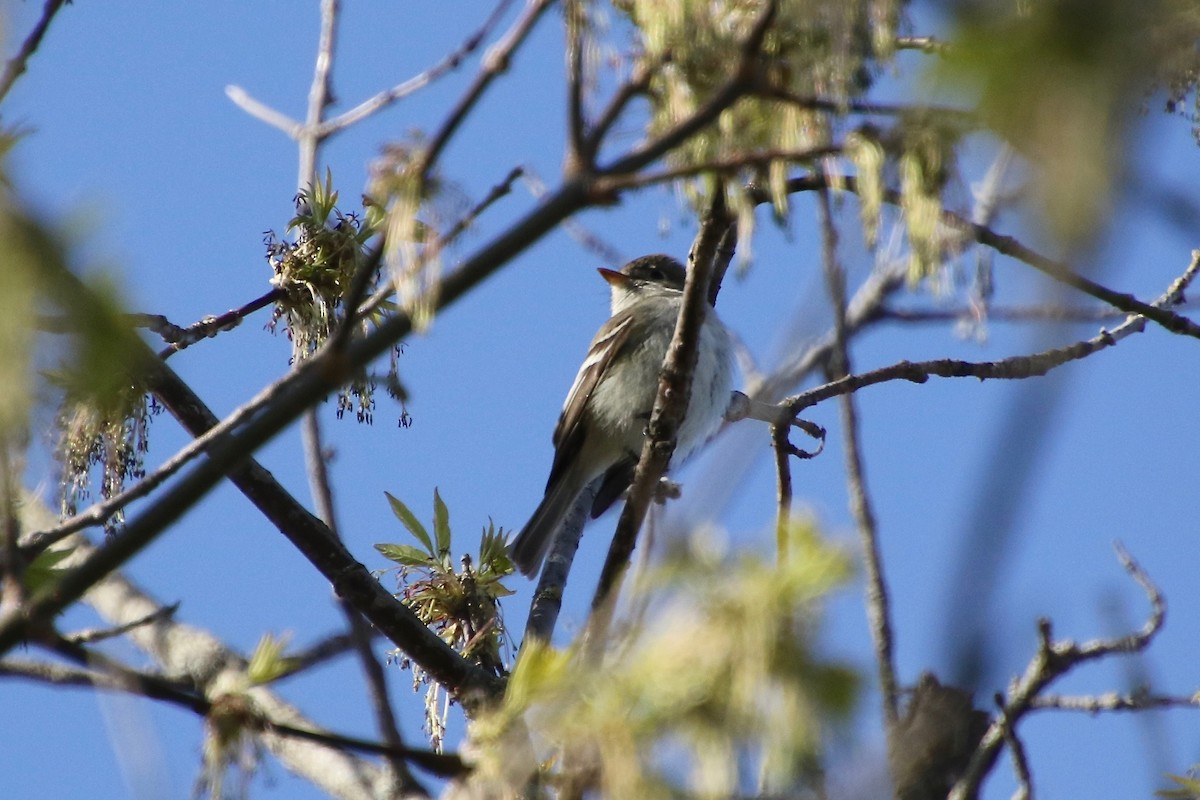 Least Flycatcher - E R