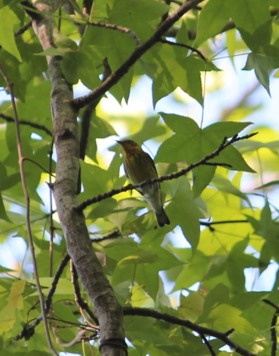 Cape May Warbler - ML231322431