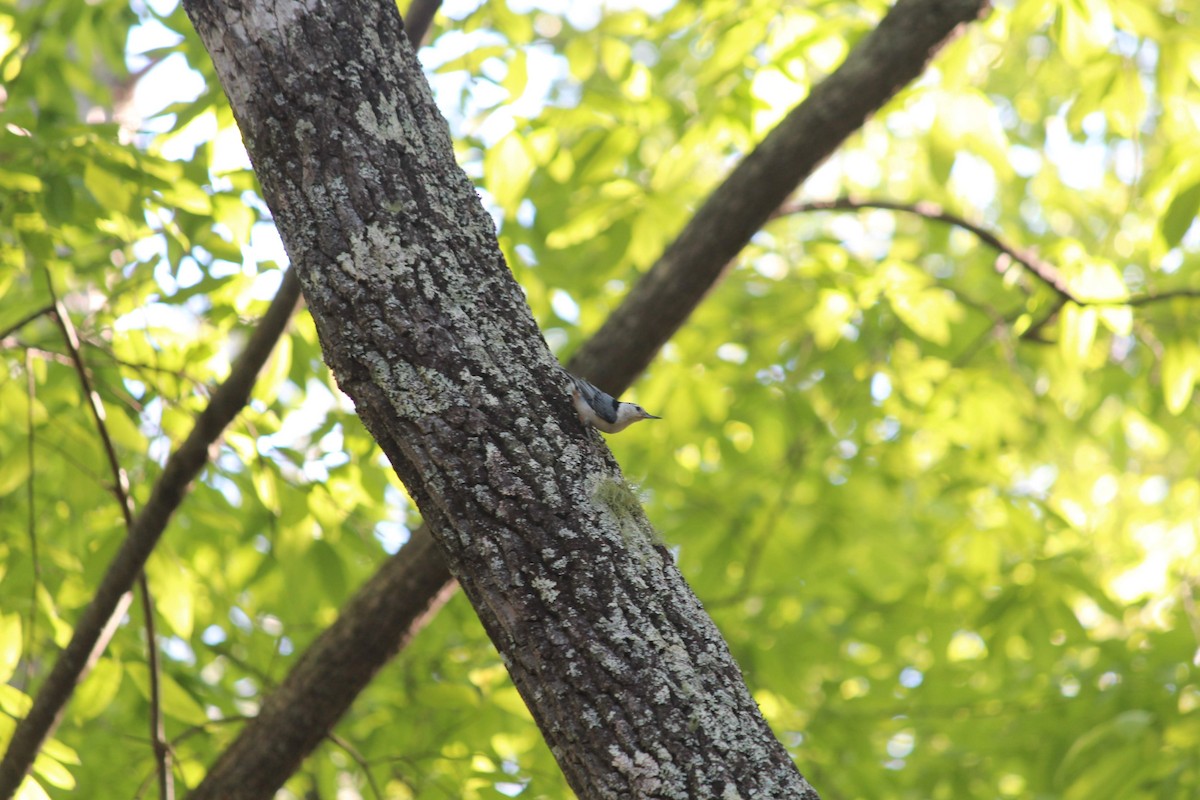 White-breasted Nuthatch - ML231322641