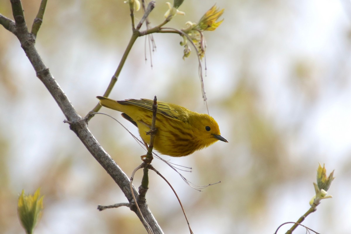 Yellow Warbler - ML231323071