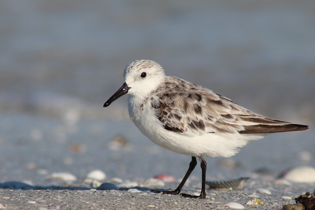 Sanderling - ML23132341
