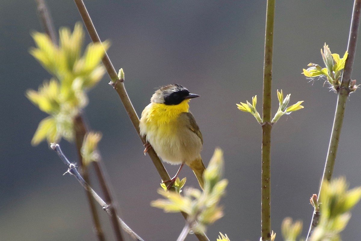 Common Yellowthroat - ML231323591