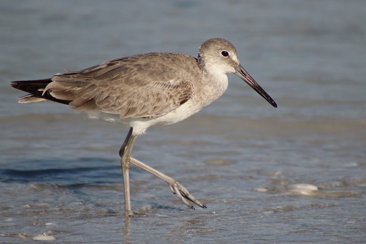Willet - ML23132361