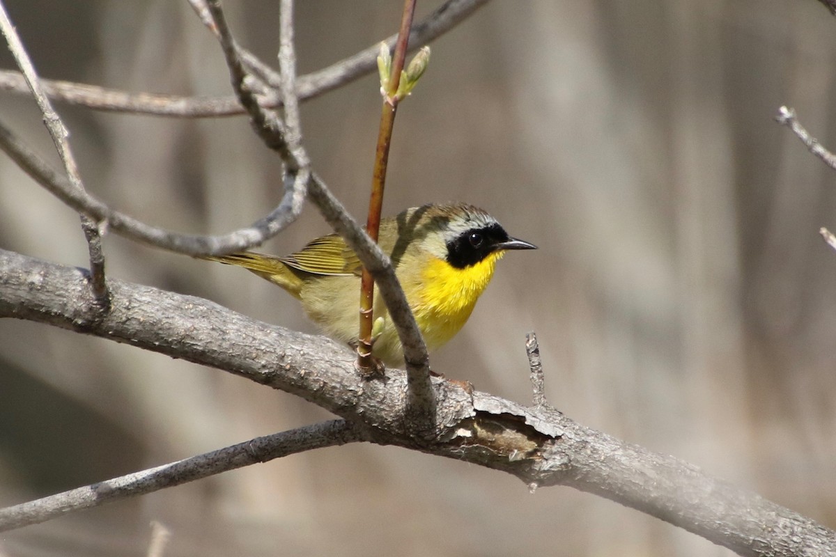 Common Yellowthroat - ML231323671