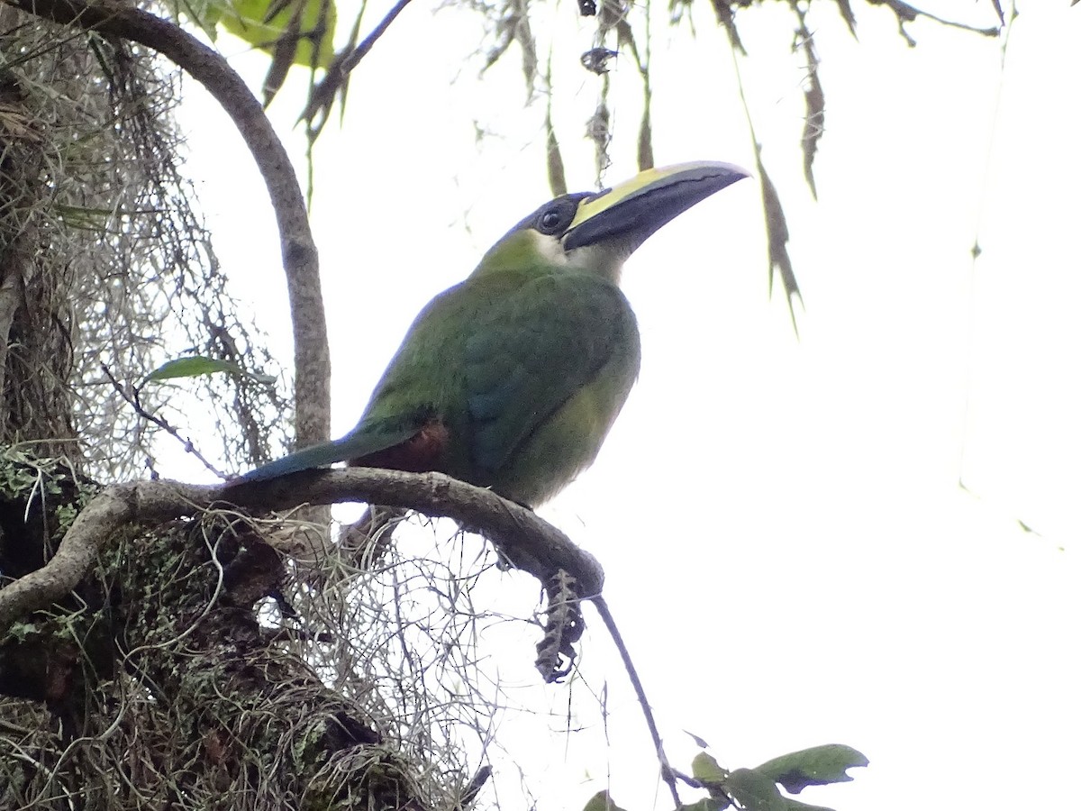 Northern Emerald-Toucanet - Club de Observadores de Aves Córdoba-Orizaba