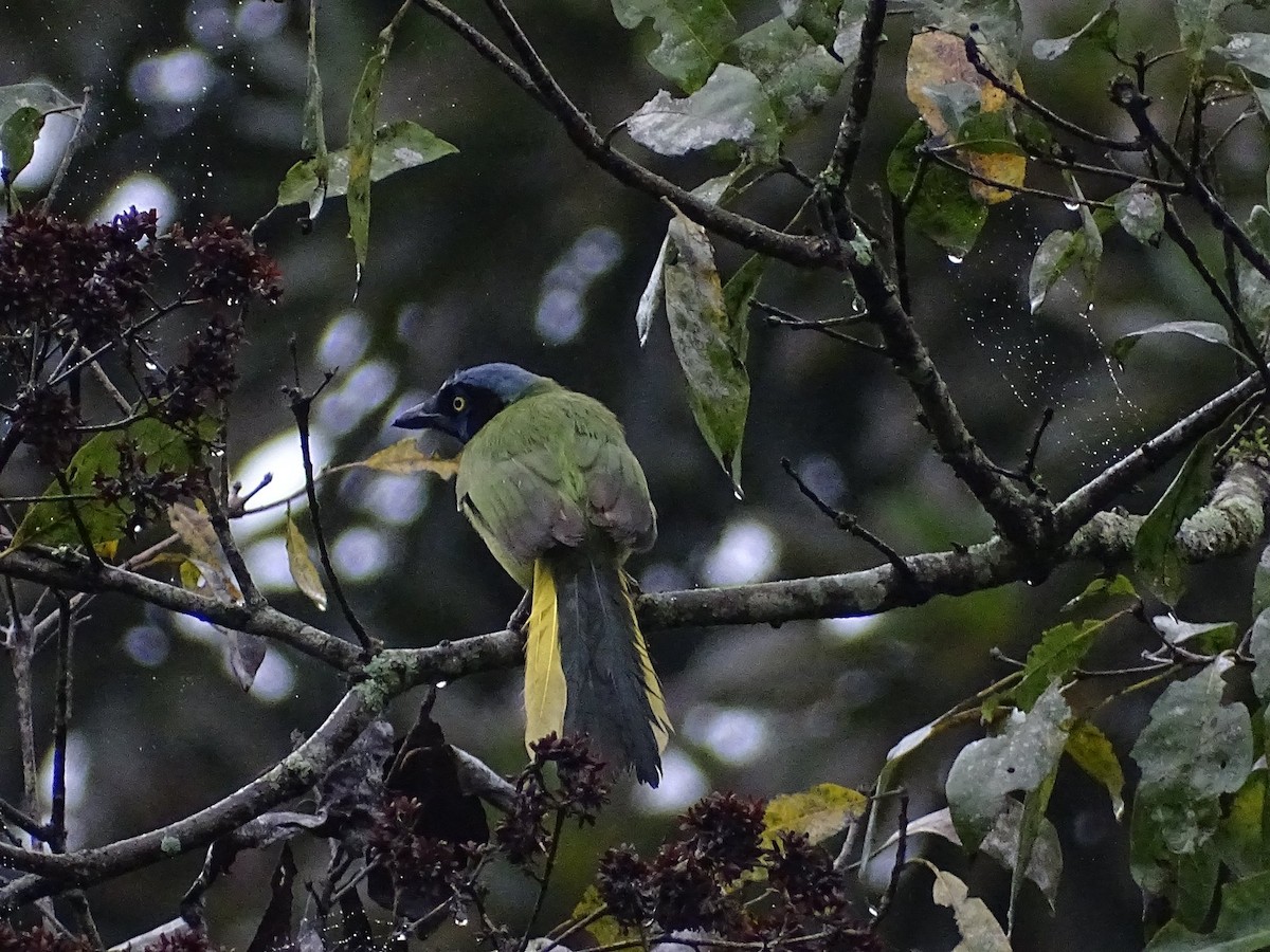 Green Jay - Club de Observadores de Aves Córdoba-Orizaba