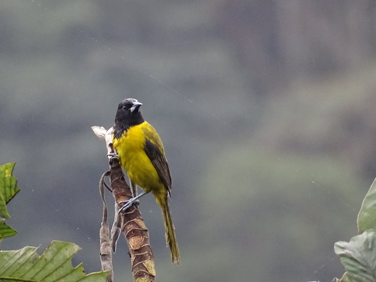 Audubon's Oriole - Club de Observadores de Aves Córdoba-Orizaba