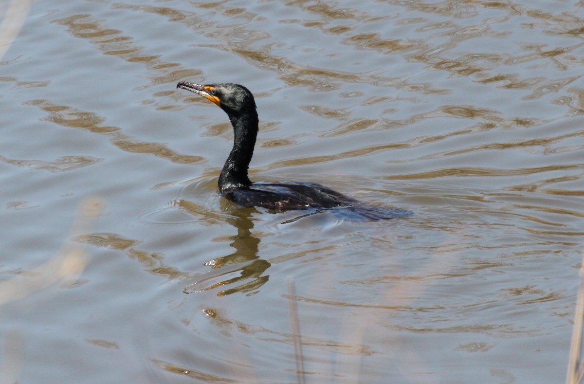 Double-crested Cormorant - Adrian Lakin