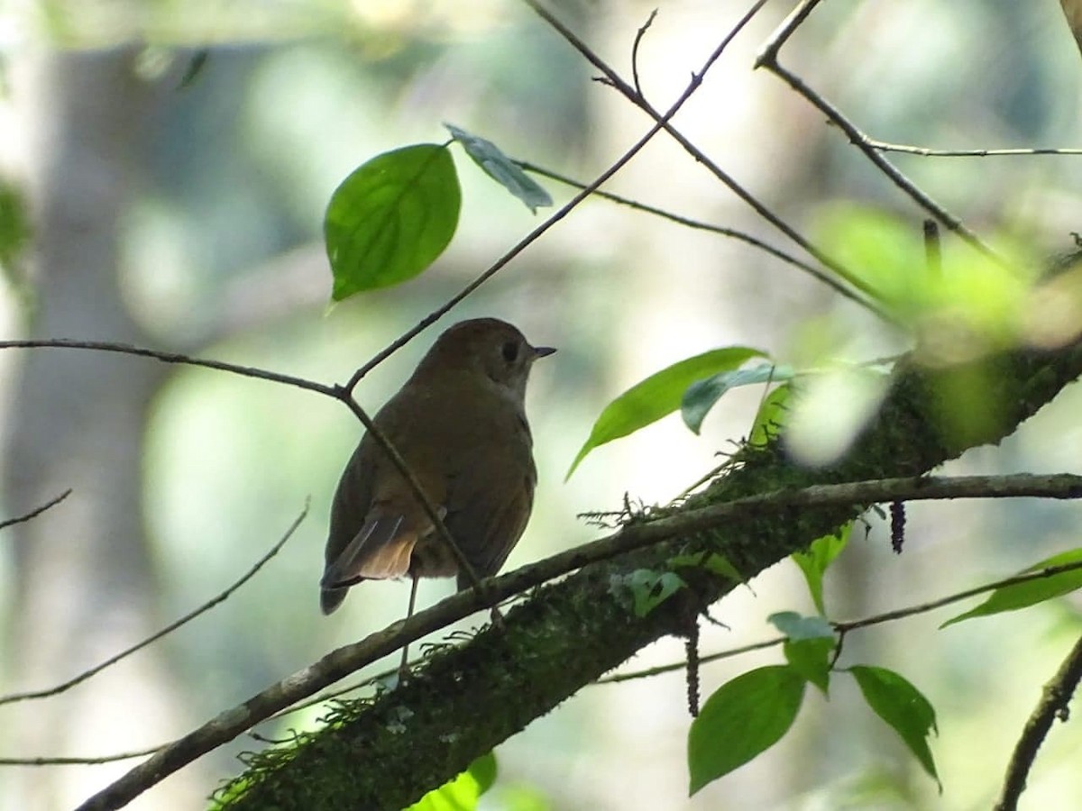 Russet Nightingale-Thrush - Club de Observadores de Aves Córdoba-Orizaba