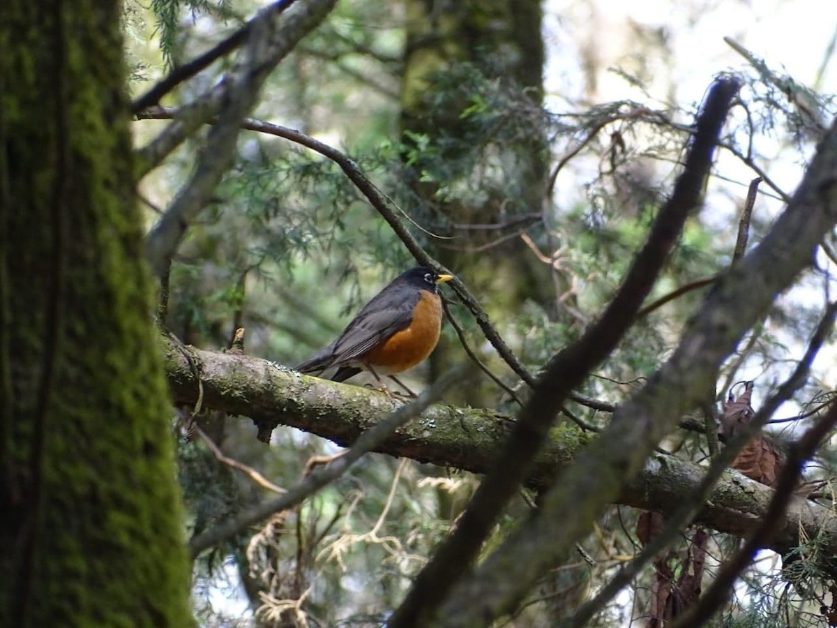 American Robin - Club de Observadores de Aves Córdoba-Orizaba