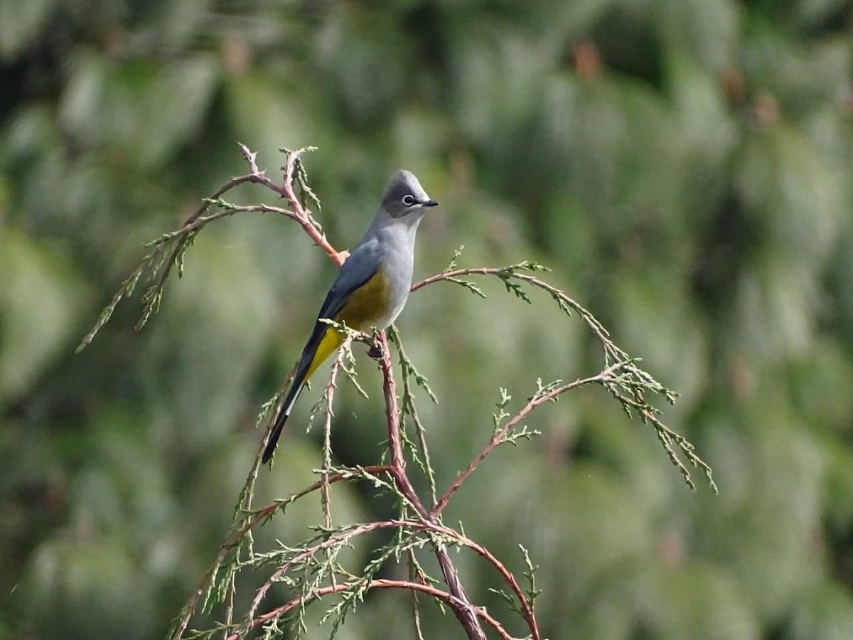 Gray Silky-flycatcher - Club de Observadores de Aves Córdoba-Orizaba