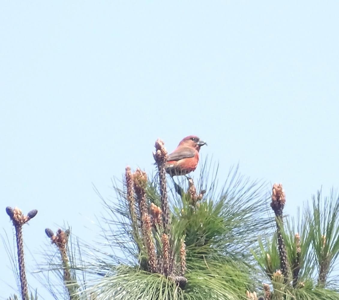 Red Crossbill - Club de Observadores de Aves Córdoba-Orizaba