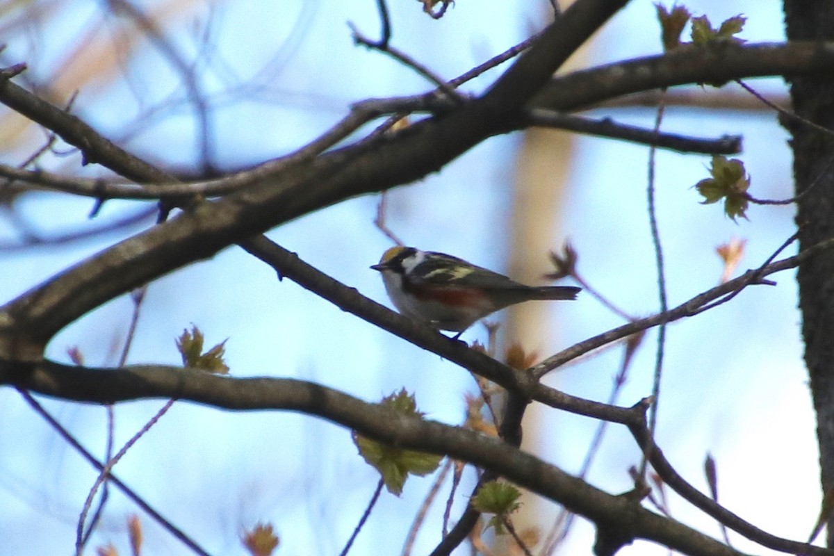 Chestnut-sided Warbler - ML231327501