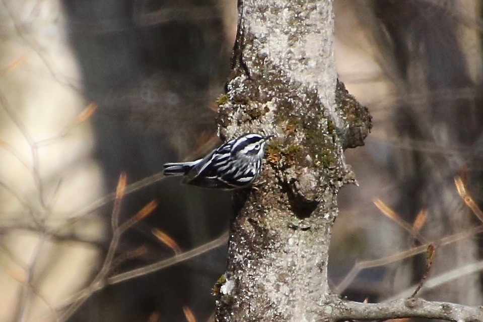 Black-and-white Warbler - ML231327541