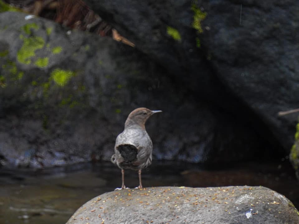 American Dipper - ML231328101