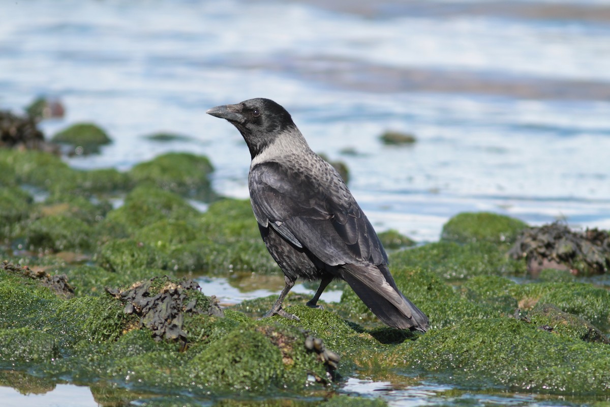 Carrion x Hooded Crow (hybrid) - ALBERTO GARCIA