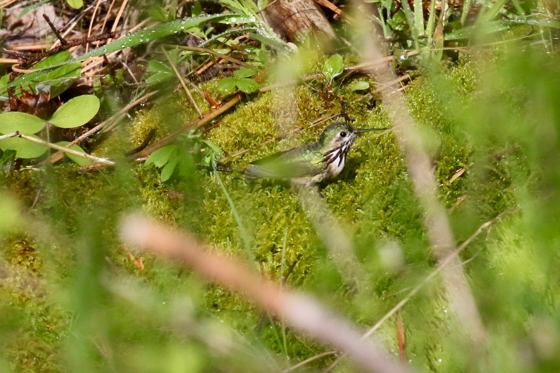 Calliope Hummingbird - ML231332431