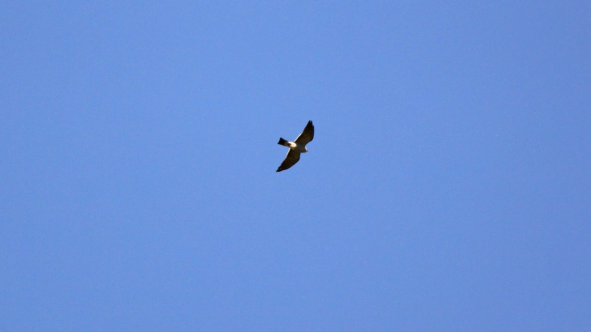 Mississippi Kite - ML231333401