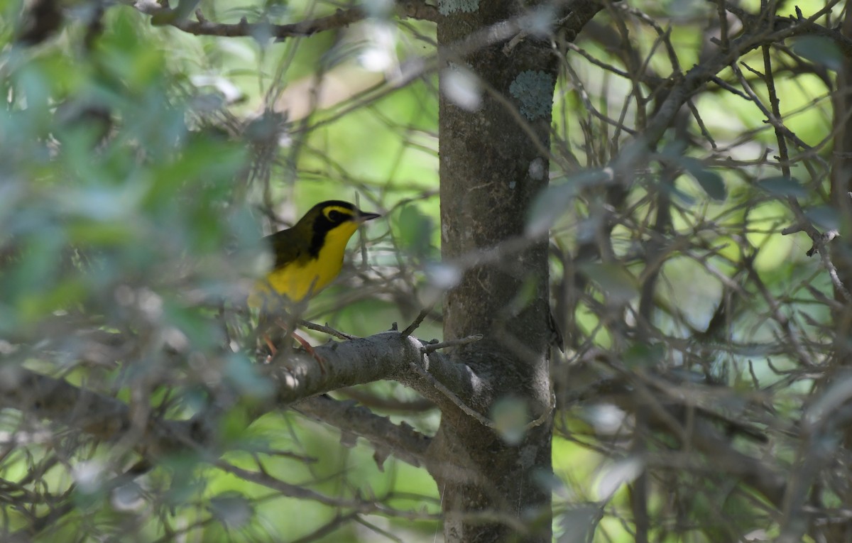 Kentucky Warbler - ML231333861