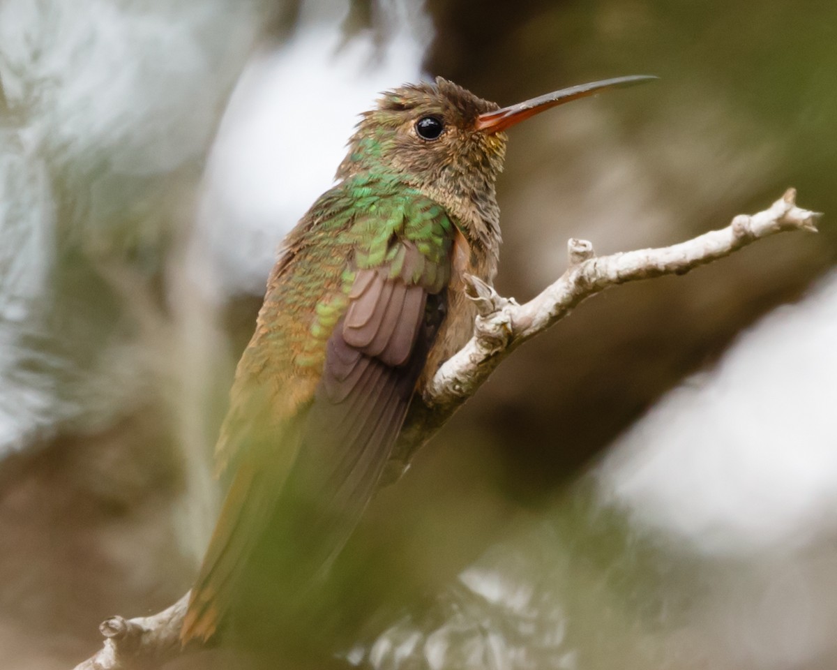 Buff-bellied Hummingbird - ML231336801