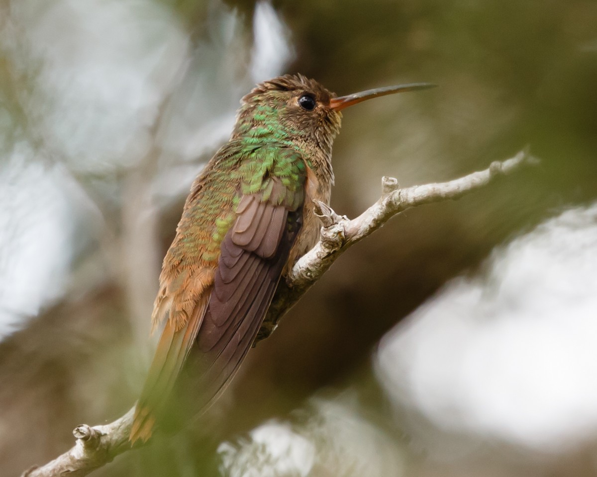 Buff-bellied Hummingbird - ML231336841