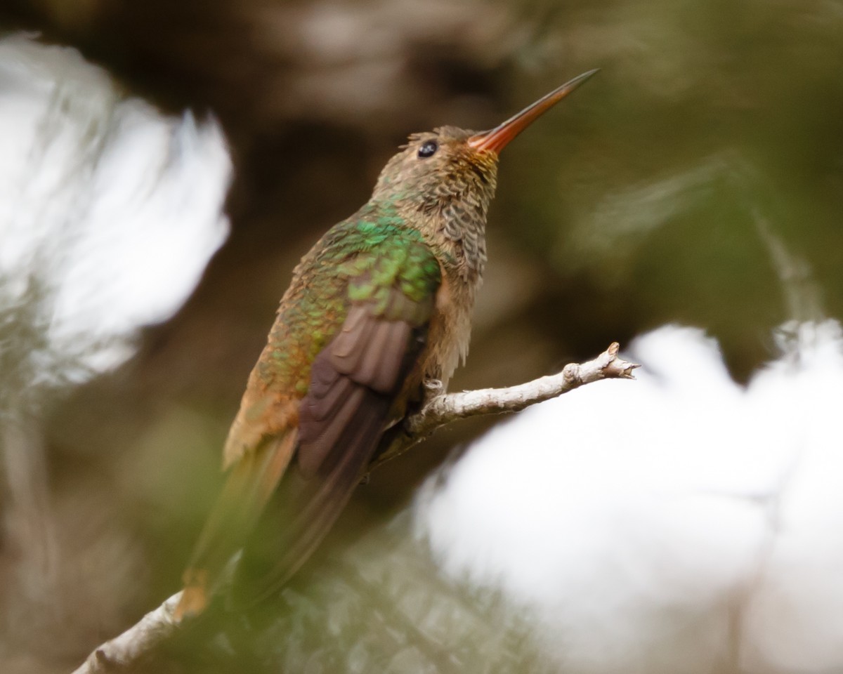 Buff-bellied Hummingbird - ML231336851