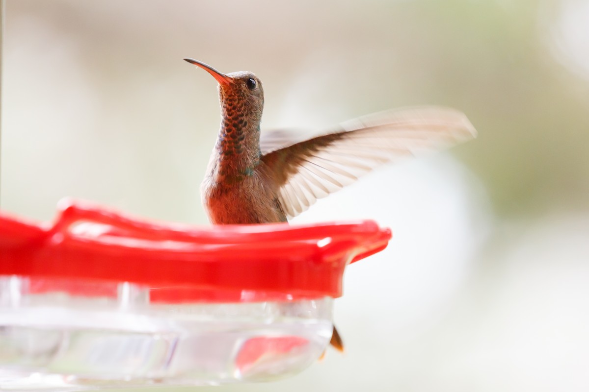 Buff-bellied Hummingbird - ML231336861