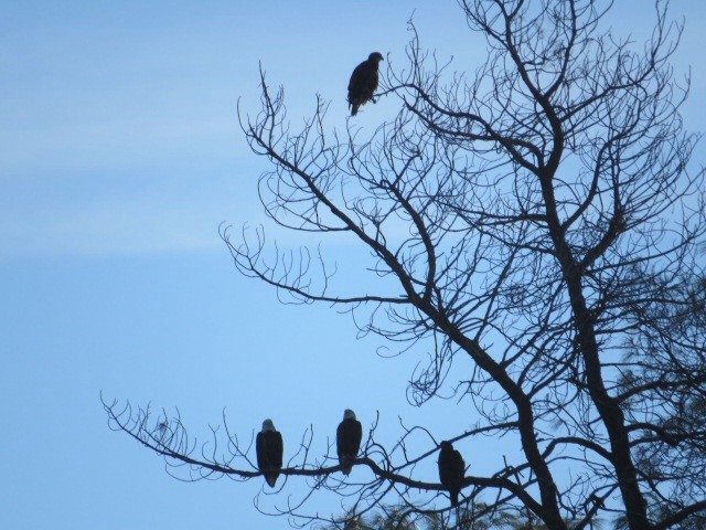 Bald Eagle - Bob Greenleaf