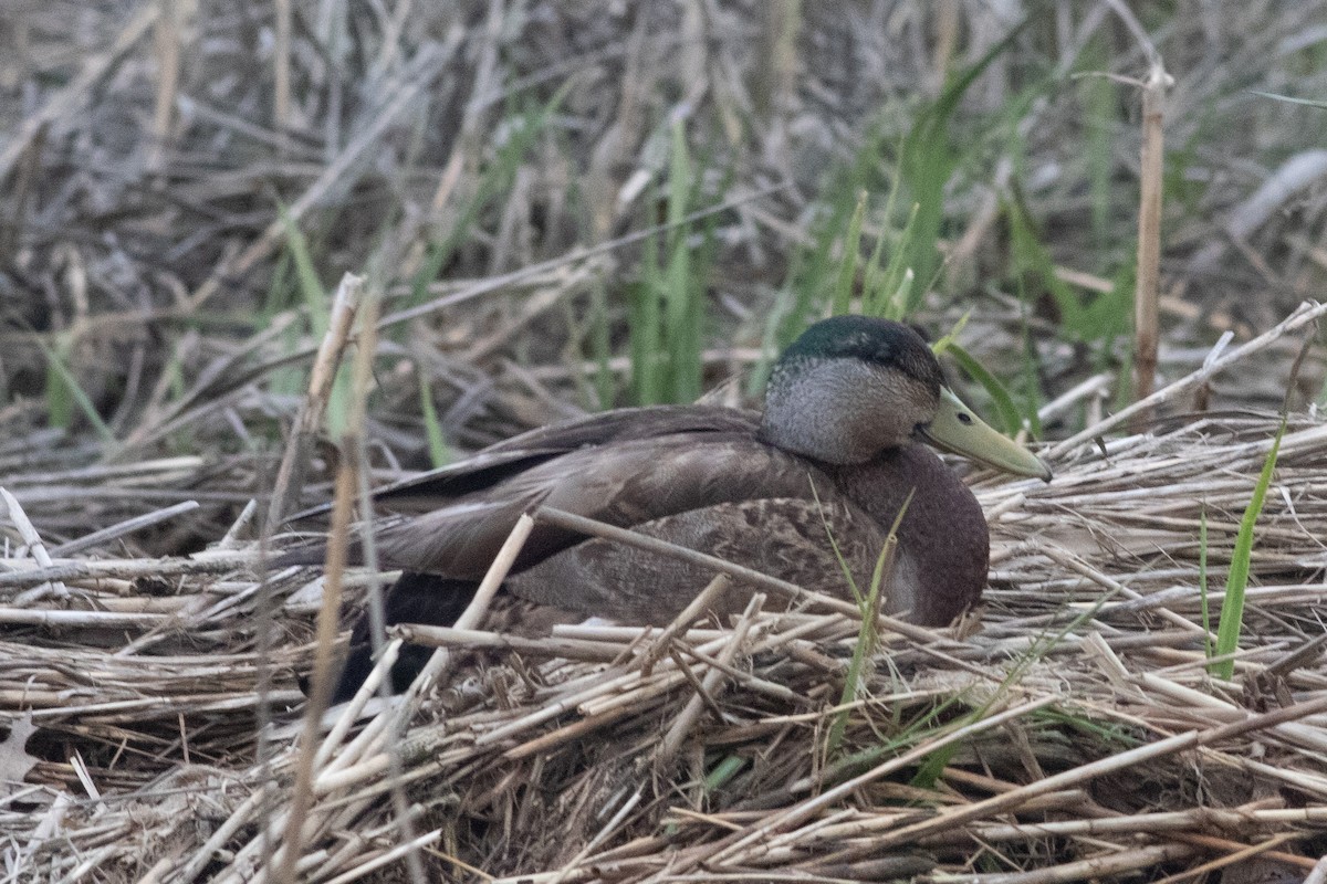 kachna divoká x tmavá (hybrid) - ML231339231