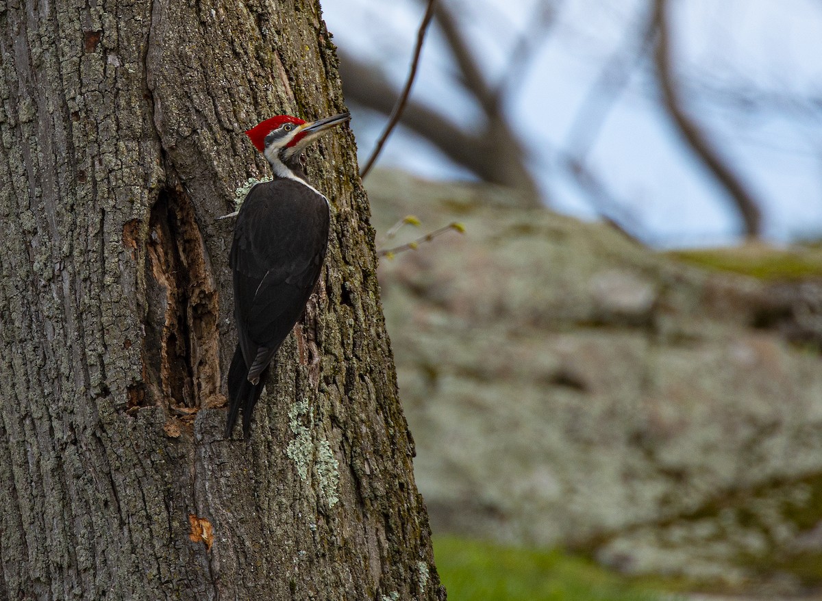Pileated Woodpecker - ML231343841