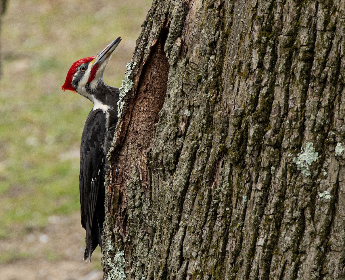 Pileated Woodpecker - ML231343871