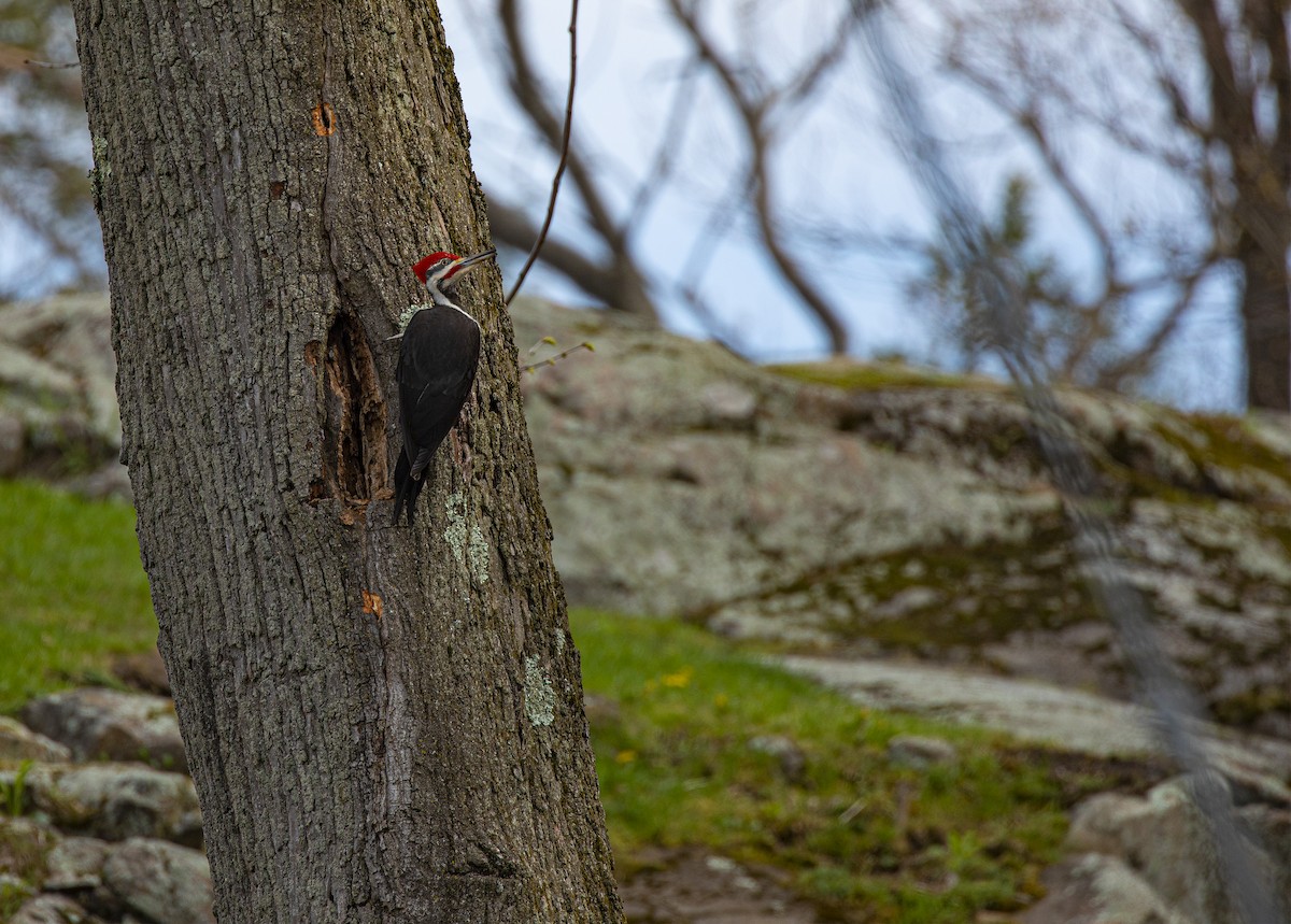 Pileated Woodpecker - ML231343881