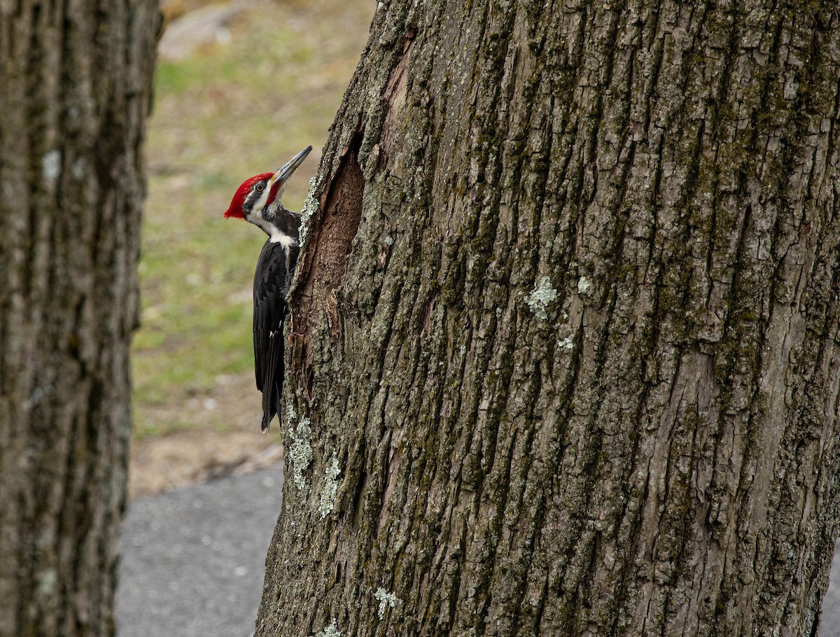 Pileated Woodpecker - ML231343891