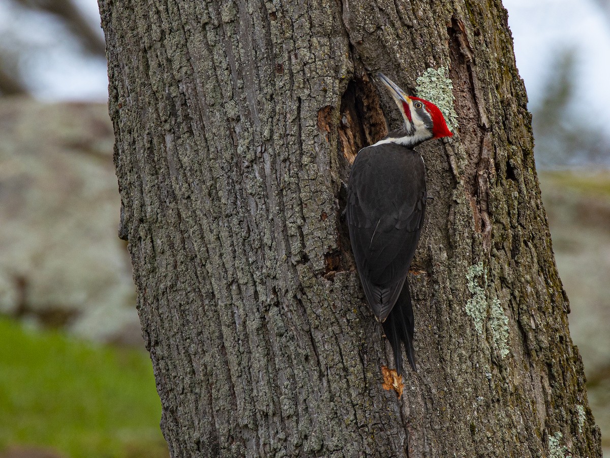 Pileated Woodpecker - ML231343901