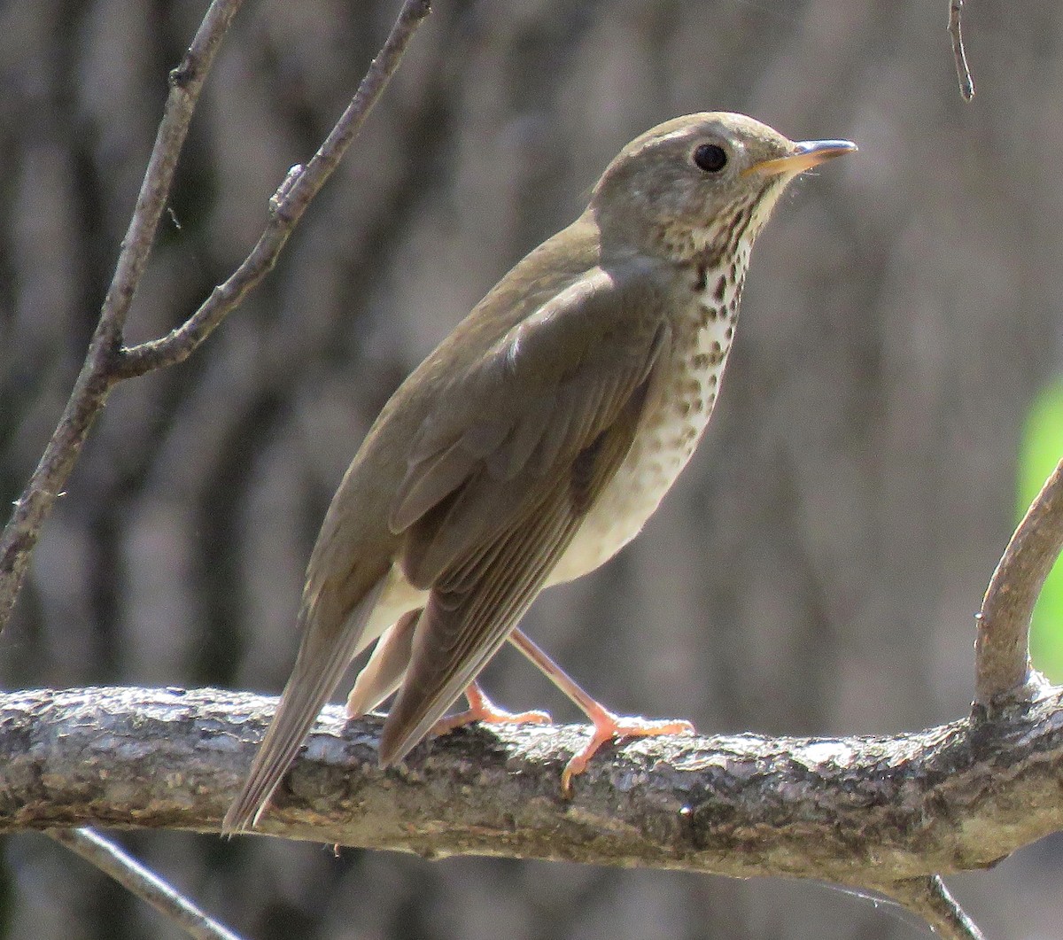 Gray-cheeked Thrush - ML231344031
