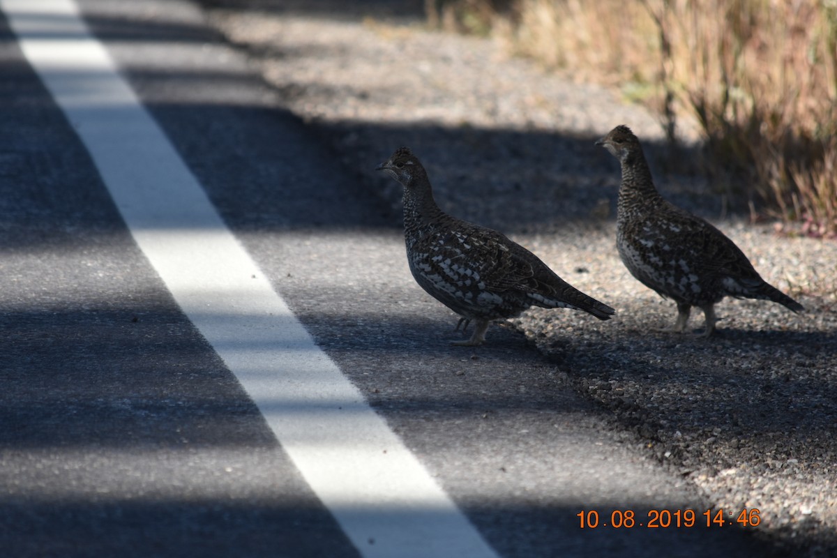 Dusky Grouse - ML231346181