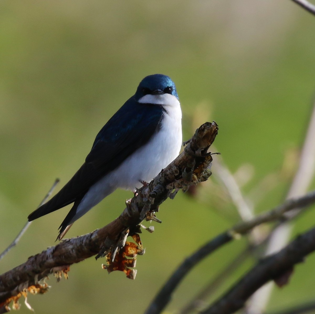 Tree Swallow - ML231348831