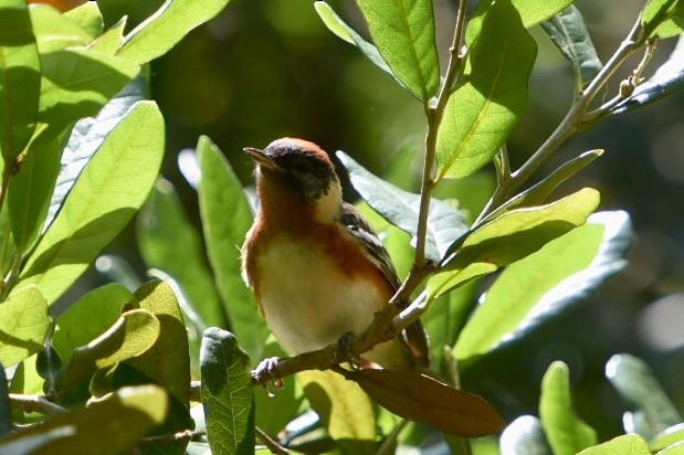 Bay-breasted Warbler - Dean Silvers
