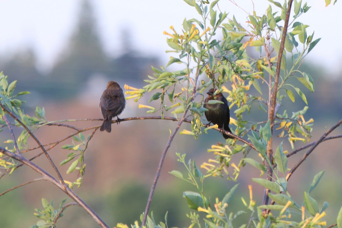 Brown-headed Cowbird - ML231351311