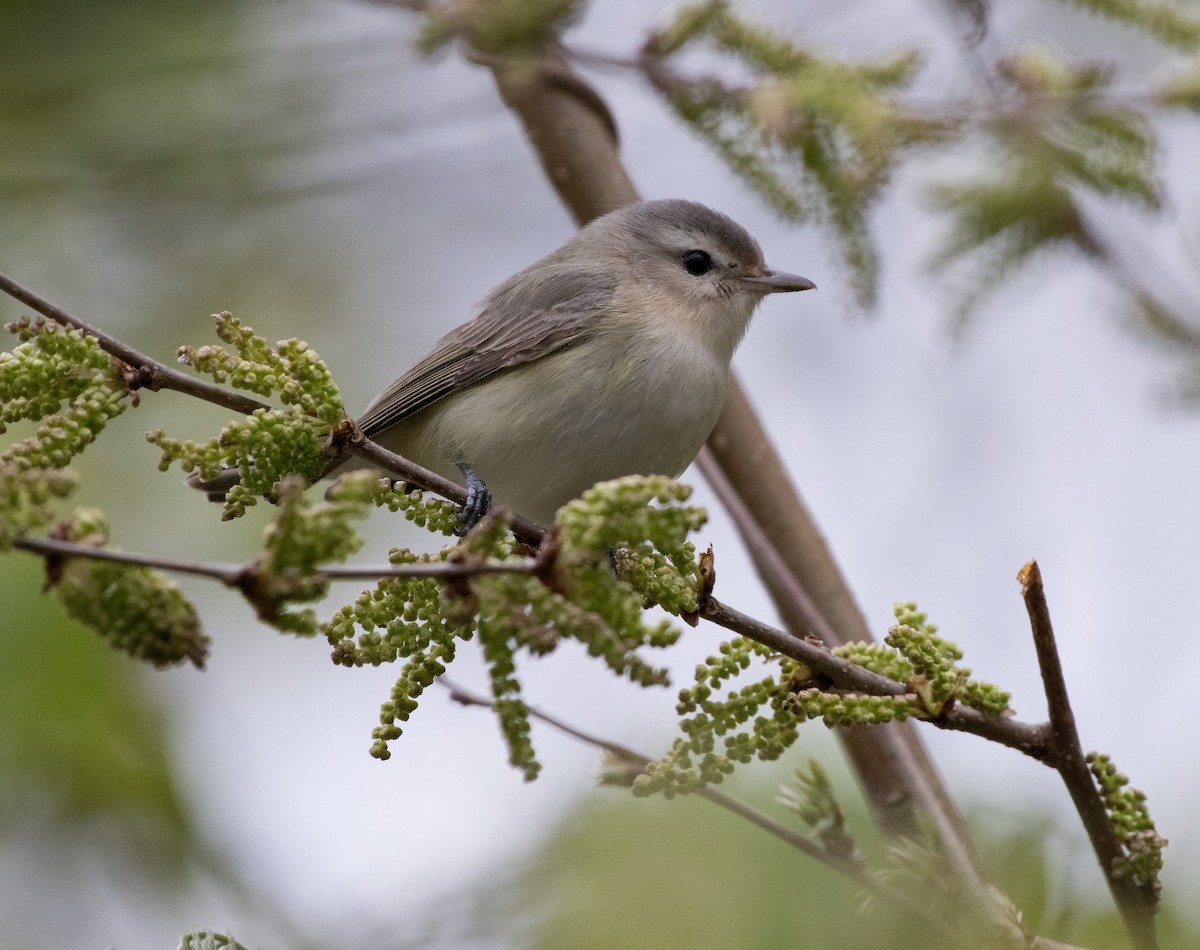Warbling Vireo - ML231351681