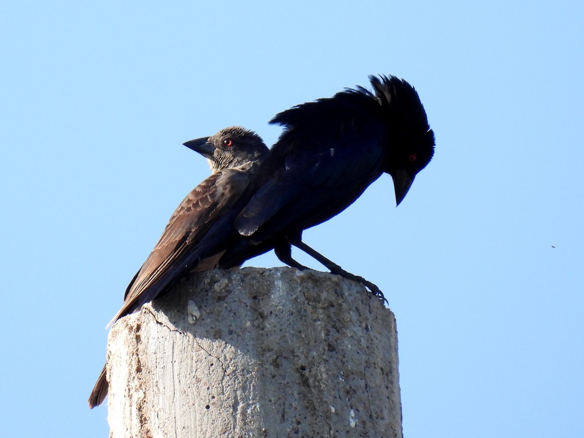 Bronzed Cowbird - ML231351951