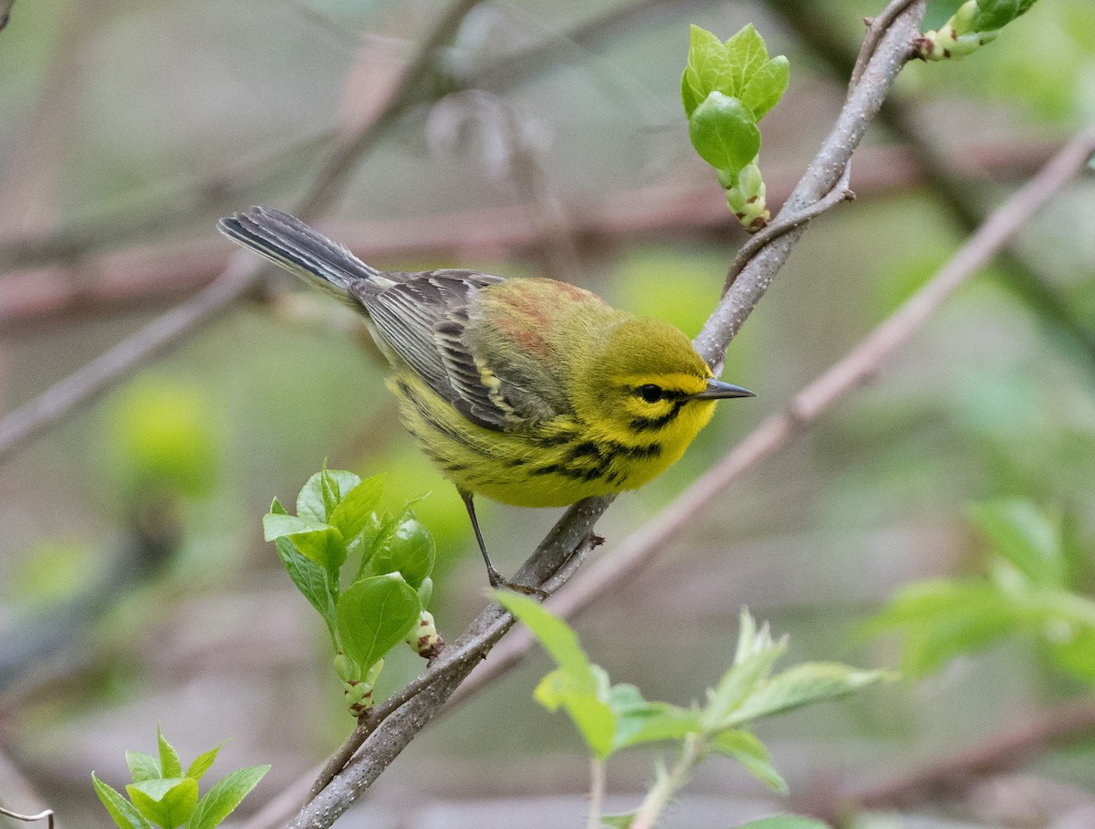 Prairie Warbler - ML231354581