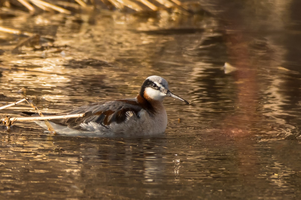 Wilson's Phalarope - ML231358361