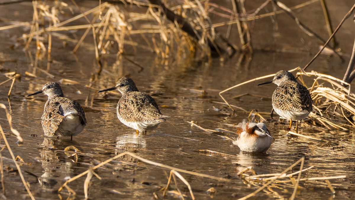 Wilson's Phalarope - ML231358571