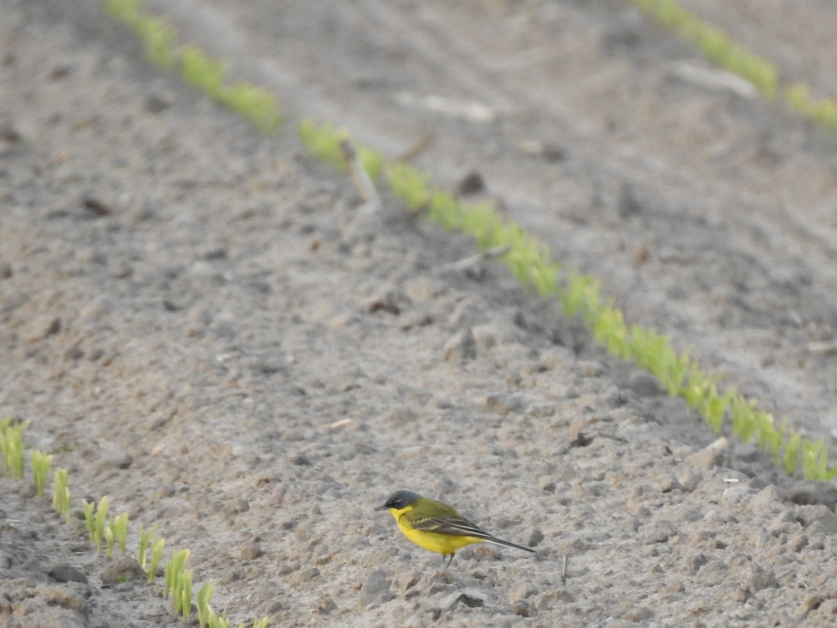 Western Yellow Wagtail (thunbergi) - ML231359581