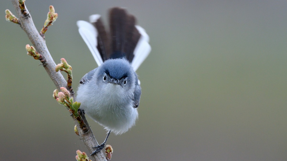 Blue-gray Gnatcatcher - ML231360581