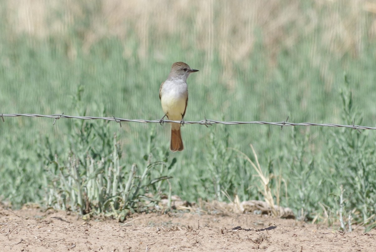 Ash-throated Flycatcher - ML231360711