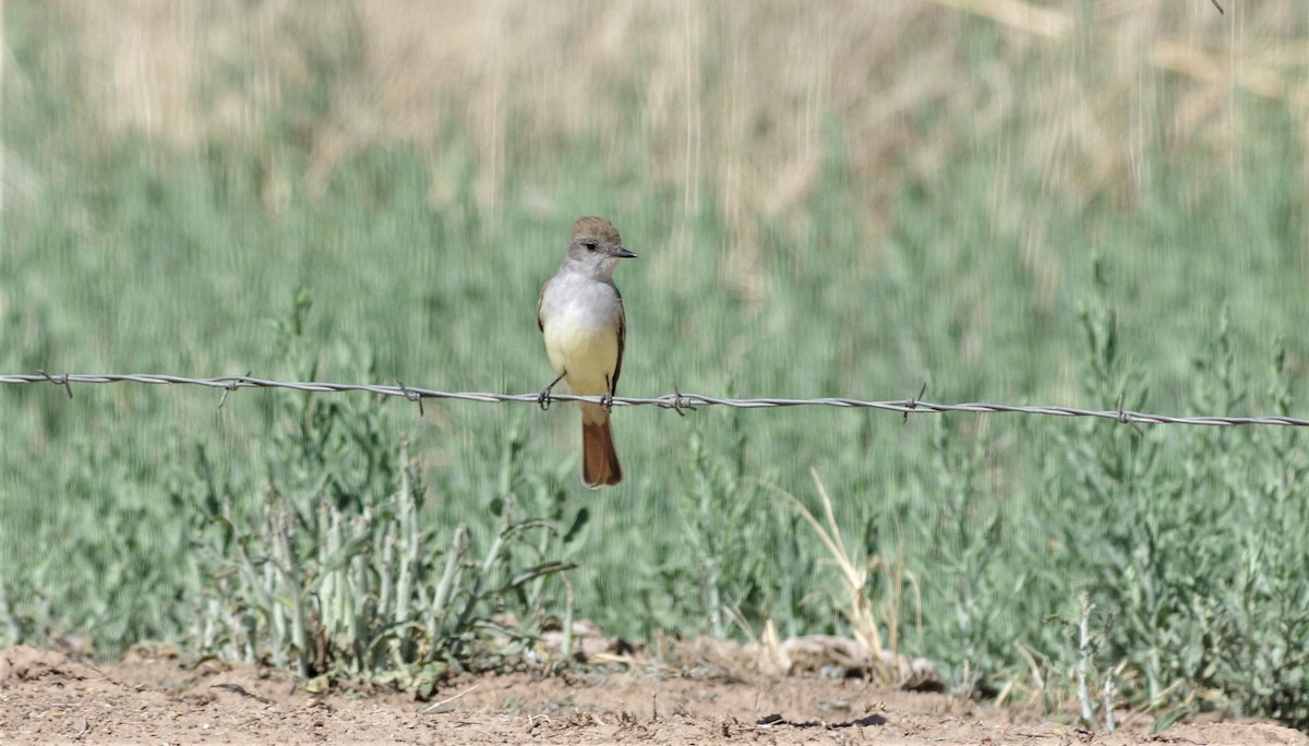 Ash-throated Flycatcher - ML231360801