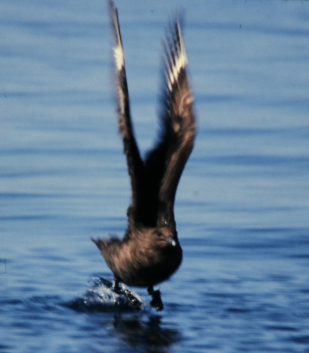 South Polar Skua - ML23136111